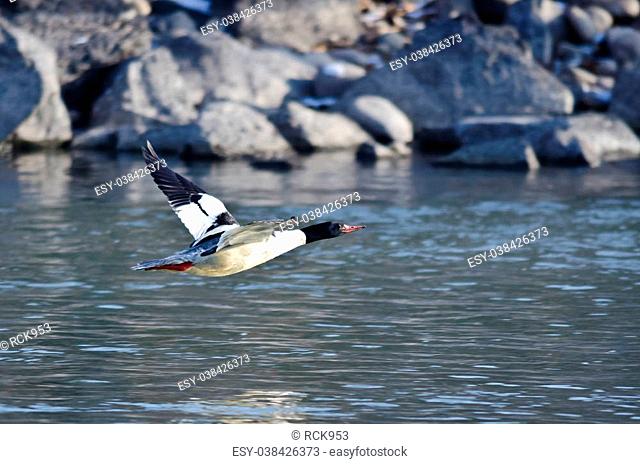 Common Merganser Flying Low Over The River