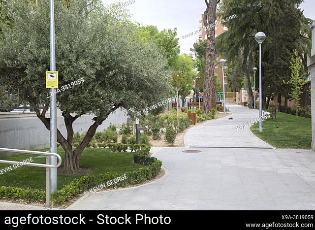 Olive Tree at Bravo Murillo Park; Madrid; Spain