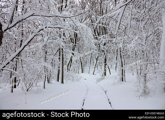 Beautiful snow landscape with road in winter forest