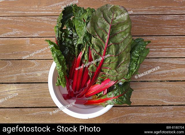 Beetroot (Beta vulgaris subsp. vulgaris), chard leaves in mixing bowl on wooden leaf, chard leaf, vegetable, healthy, vegetarian, Swabian cuisine