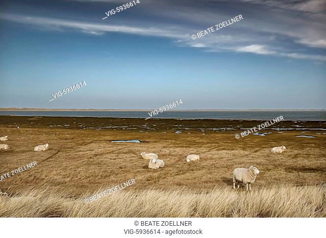 DEUTSCHLAND, LIST/SYLT, 22.02.2017, Im Norden der Insel Sylt genießen Schafe ihre Freiheit, grasen auf den Salzwiesen am Mövenbergdeich