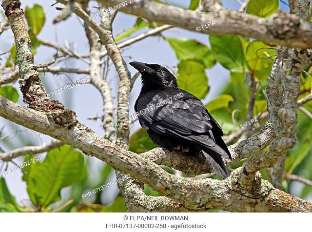 Cuban Crow (Corvus nasicus) adult, perched on branch, La Belen, Camaguey Province, Cuba, March