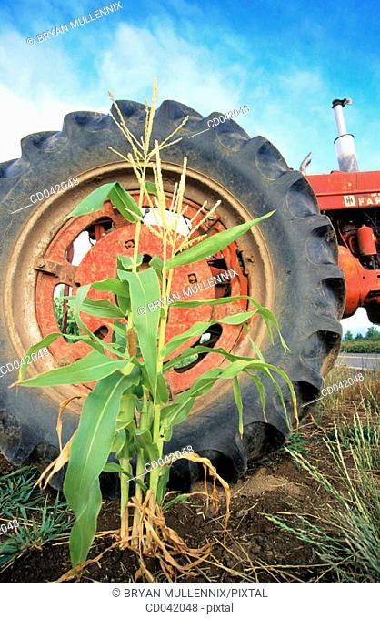 Tractor in corn field