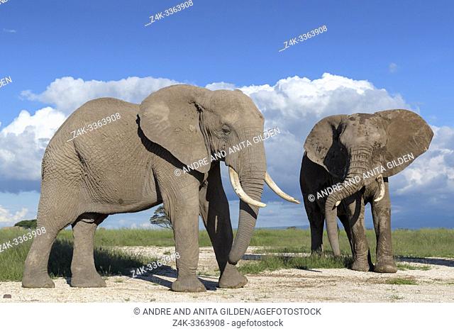Two African elephant (Loxodonta africana) bull standing together, Amboseli national park, Kenya