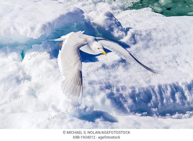 Adult glaucous gull (Larus hyperboreus) in flight over ice, Svalbard, Norway
