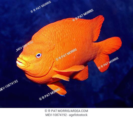 Garibaldi (Hypsypops rubicundus ). Eastern Central Pacific: west coast of USA to southern Baja California, Mexico. Reef and rocky habitats.bony fish
