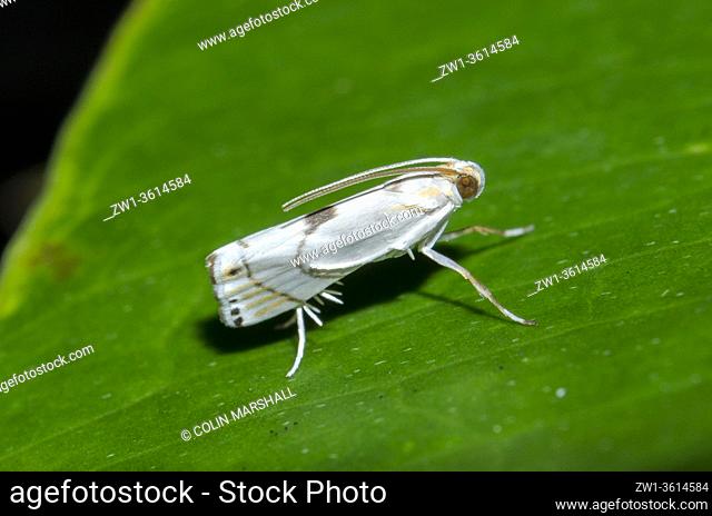 Grass Moth (Crambidae Family) on leaf, Klungkung, Bali, Indonesia