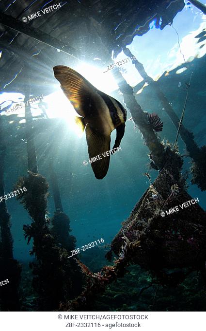 Juvenile longfin batfish or spadefish, Platax teira, under Arborek Pier, Raja Ampat, West Papua, Indonesia, Pacific Ocean