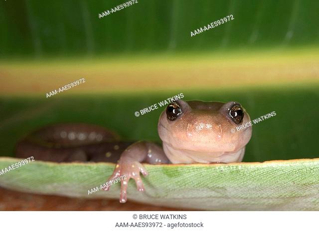 Arboreal Salamander, Aneides lugubris, adult, backyard, Oakland Hills, Oakland, Alameda County, California, USA, digital capture