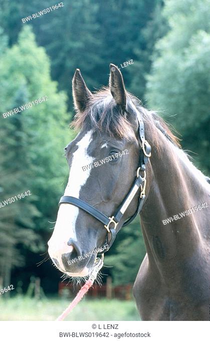 Gelderland horse, Gelderlander Equus przewalskii f. caballus, portrait, wearing bridle