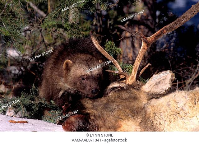Wolverine (Gulo gulo) w/ woodland caribou (scavenging) West NA