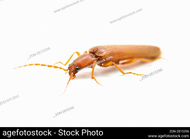 brown cockroach isolated on white background