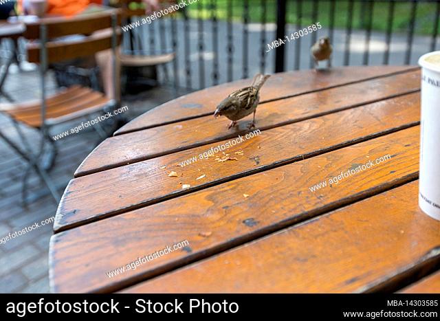 Central Park West, historic district, New York City, NY, USA, A bird tries to get some food
