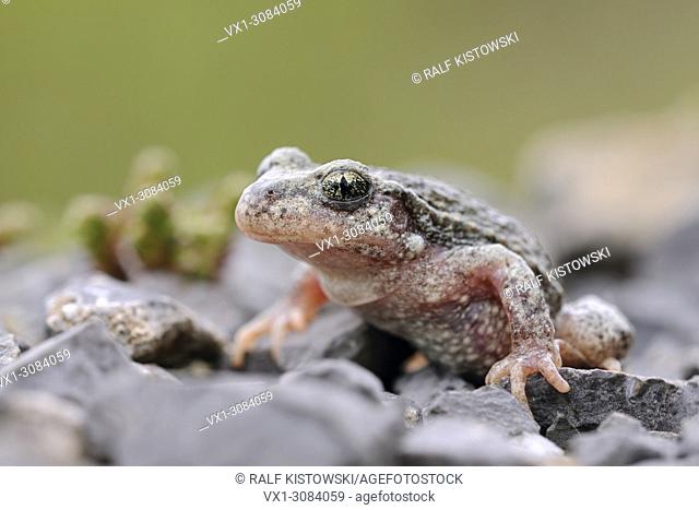 Common Midwife Toad ( Alytes obstetricans ), close-up, frontal side view, crouching on gravel, side view, wildlife, Europe