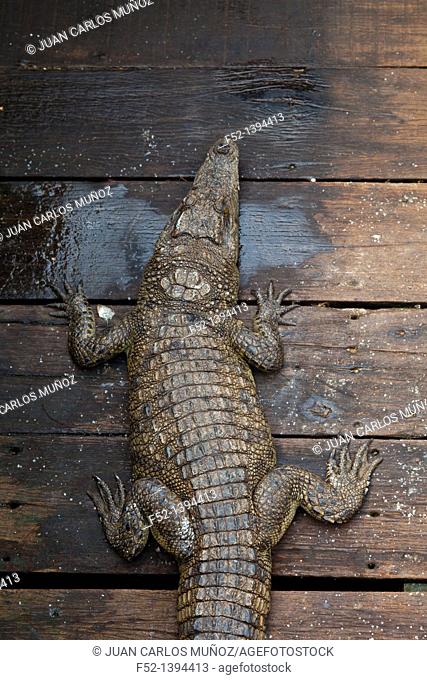 Siamese Crocodile - Cocodrilo siamés Crocodylus siamensis  Tonle Sap Lake  Siem Reap province, Cambodia, Asia