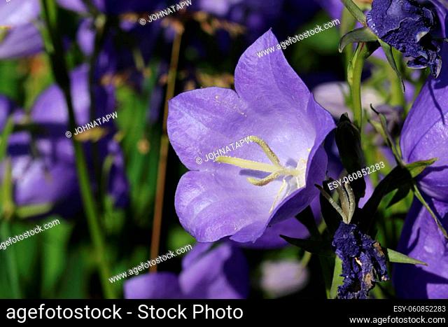 Blue canterbury bell, Campanula medium of unknown variety, flowers in close up with a blurred background of leaves and flowers