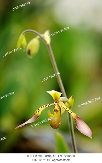 This orchid plant was taken at Orchid Garden, Kuching, Sarawak, Malaysia
