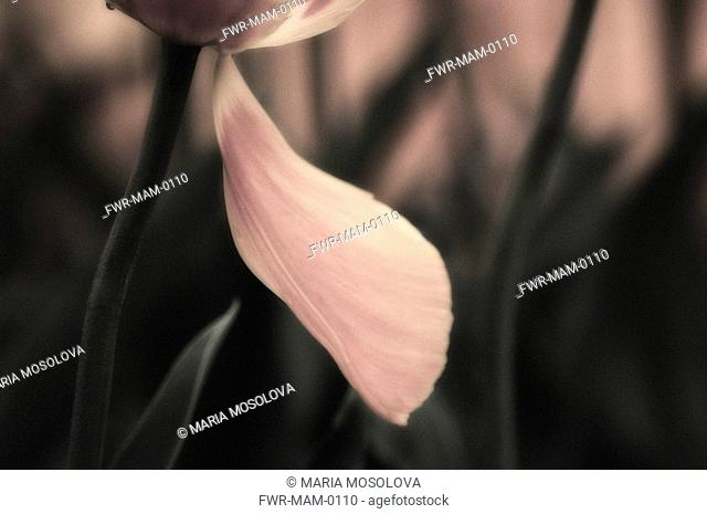 Tulipa - variety not identified, Tulip