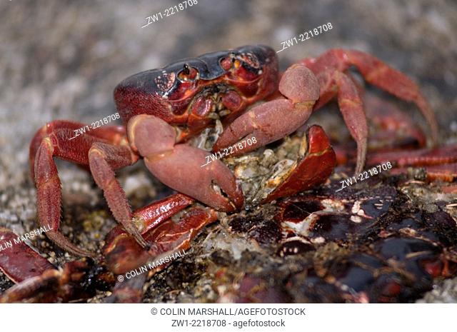 Crush crab Coconut crab’s