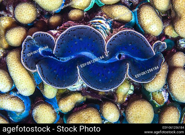 Textured cenital view of a giant clam (Tridacna sp)