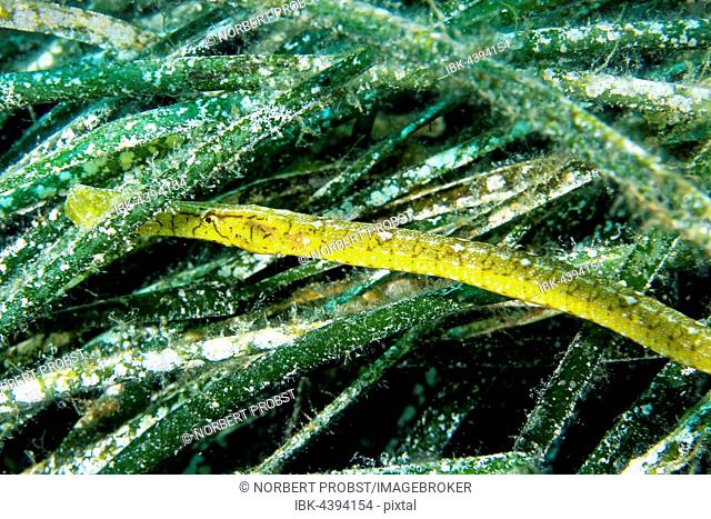 Broadnosed Pipefish (Syngnathus typhle) hiding in seagrass (Posedonia oceana), Sithonia, Chalkidiki, also Halkidiki, Aegean, Mediterranean, Greece