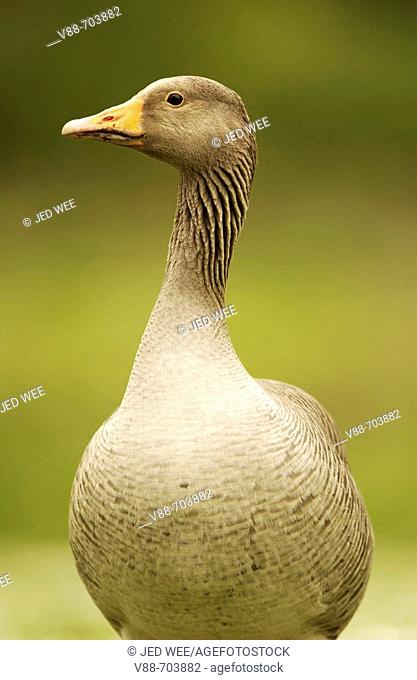 Greylag Goose (Anser anser), Washington Wildfowl and Wetlands Trust, Tyne and Wear, England