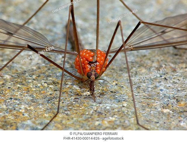 Cranefly (Tipulidae sp.) adult, infested with parasitic mites, Cannobina Valley, Italian Alps, Piedmont, Northern Italy, July