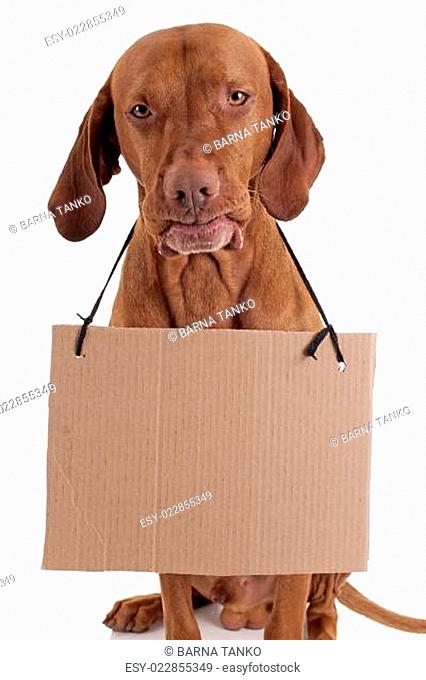 dog with cardboard sign