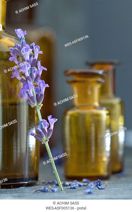 Twig of lavender leaning on brown glass bottle