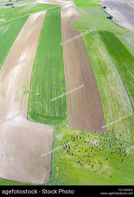 Drone view landscape of cereal fields and holm oaks, Community of Madrid, Spain, Europe