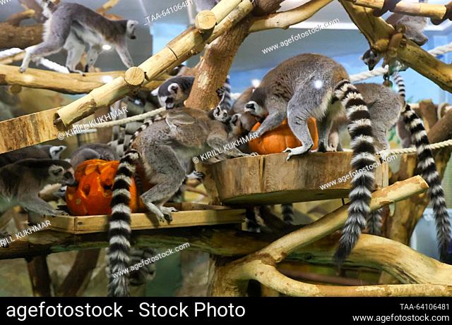 RUSSIA, NOVOSIBIRSK - OCTOBER 29, 2023: Lemures eat pumpkins at Novosibirsk Zoo. Kirill Kukhmar/TASS