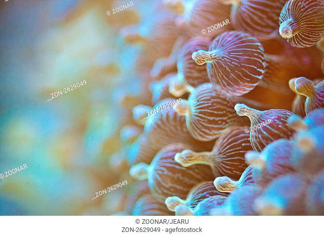 Blasenanemone Entacmaea quadricolor oder auch Kupferanemone genannte