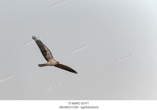 Dark phase male Montagu's Harrier (Circus pygargus) flying over fields at Lagunas de Villafáfila nature reserve, Zamora, Castile and León, Spain