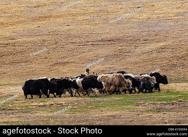 Asia, Mongolia, Eastern Mongolia, Steppe, Herd of domesticated Yaks (Bos grunniens), watched over by a shepherd on a motorcycle