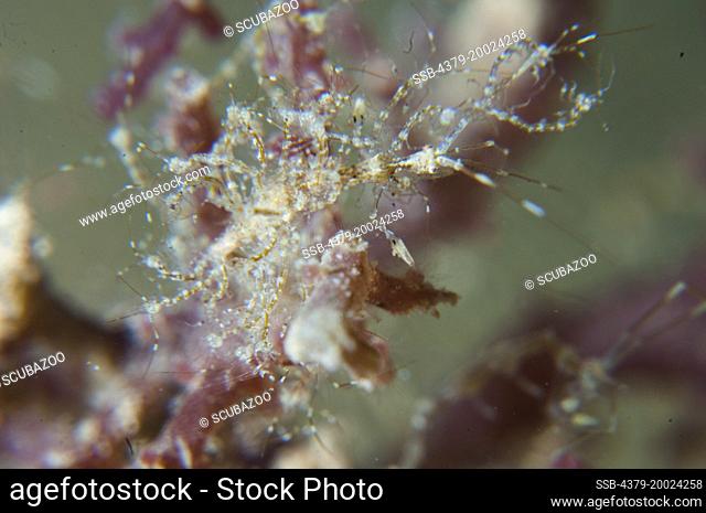 A larger female Skeleton Shrimp, Caprella sp., on red algae with a few baby juveniles attached to its body, Taliabu Island, Sula Islands, Indonesia