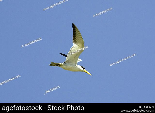 Large billed tern (phaetusa simplex), adult in flight, Los Lianos in Venezuela