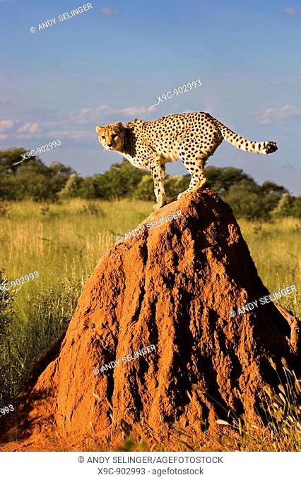 Cheetah on a Termite Mount