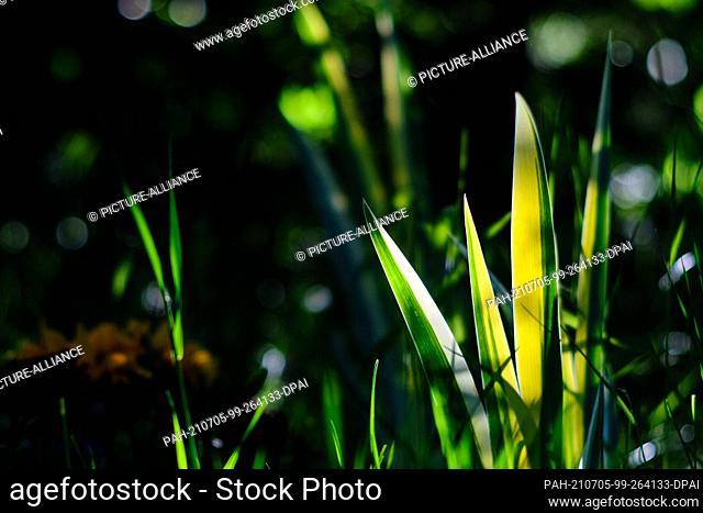 30 May 2021, Berlin: The leaves of a palm lily (yucca filamentosa) shine against the light on a grave in the Luisenstädt cemetery