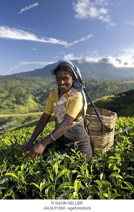 Woman Tea Picker, Tea Plantation, Nuwara Eliya, Hill Country, Sri Lanka