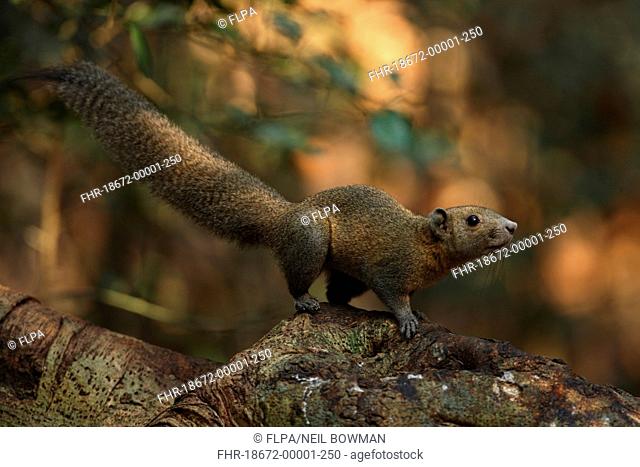 Grey-bellied Squirrel Callosciurus caniceps adult, standing on fallen tree trunk, Kaeng Krachan N P , Thailand, february