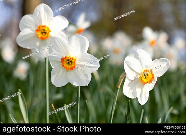White daffodils (Narcissus)
