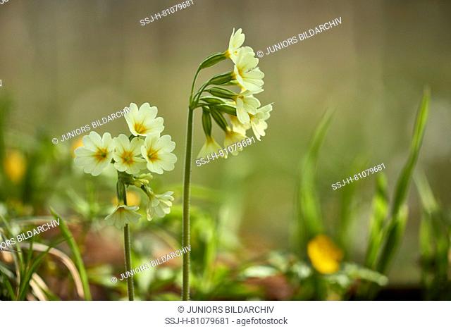 Common Cowslip (Primula veris), flowering plants. Germany