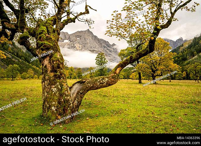 Old maple tree on the large maple ground in the Karwendel near Hinterriss, Tyrol / Austria in autumn with autumn leaves, in the background the Spirtzkarspitze
