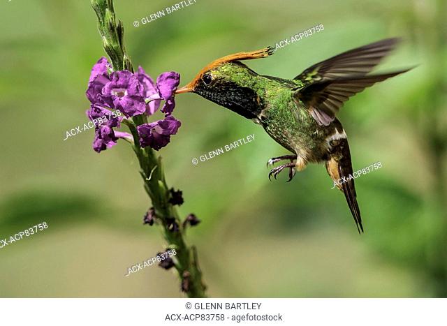 Rufous-crested Coquette (Lophornis delattrei) flying while feeding at a flower in Manu National Park, Peru