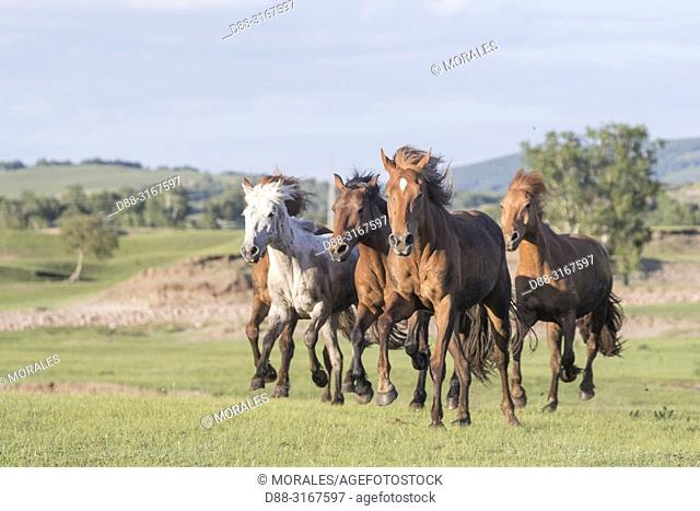 /China, Inner Mongolia, Hebei Province, Zhangjiakou, Bashang Grassland, horses running in a group in the meadow