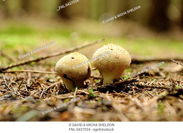 Lycoperdon perlatum, Bavaria, Germany, Europe