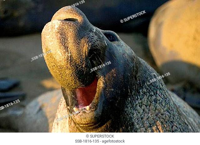 Bull Elephant Seal bellows for dominance on San Simeon beach