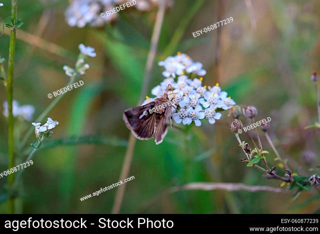 An owl butterfly on a plant with white flowers