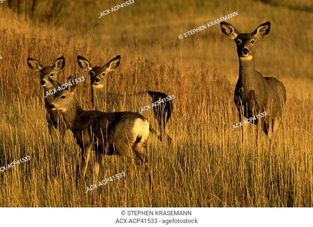 Mule deer Odocoileus hemionus doe and her young standing in tall grass, Custer State Park, South Dakota, United States of America