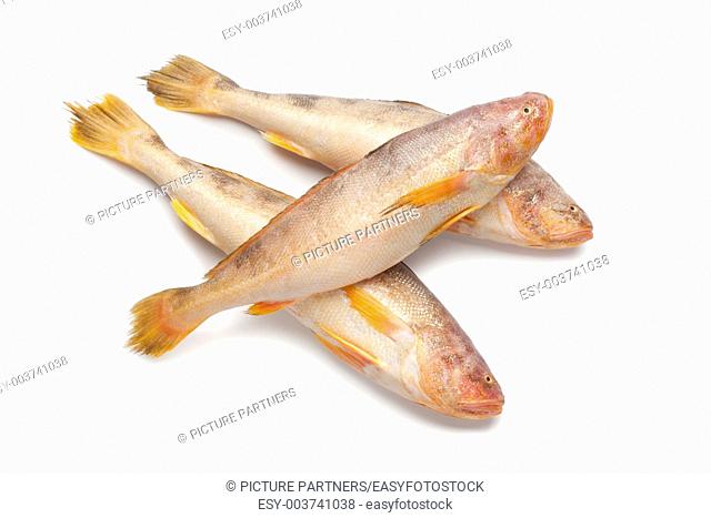 Fresh raw butterfishes on white background